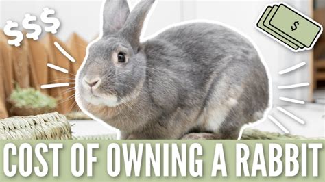 The Cost Of Owning A Rabbit 💵 Youtube