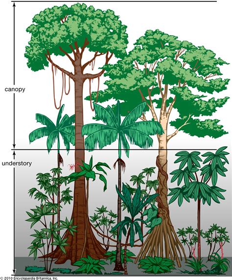 Tropical Rainforest Plants Facts