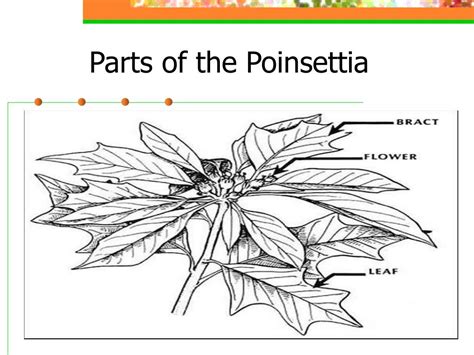 Ppt Poinsettia Production Powerpoint Presentation Free Download Id