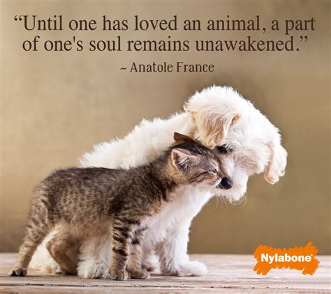 Unconditional Love Quotes For Cats Quotesgram