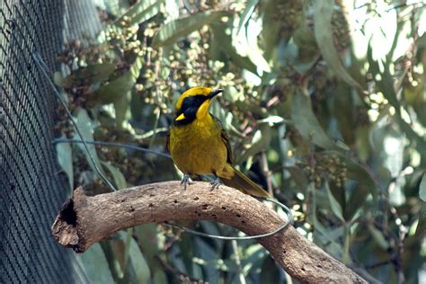 Life Lessons From The Helmeted Honeyeater Atlas Obscura