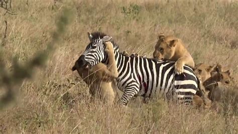 Lions Kill Zebra In Extreme Serengeti Chase Youtube
