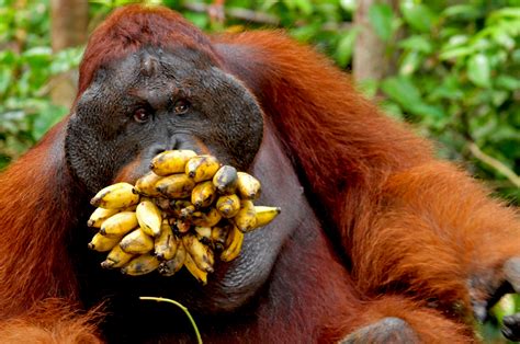 Orangutans Borneo Indonesia Travel And Wildlife Photography