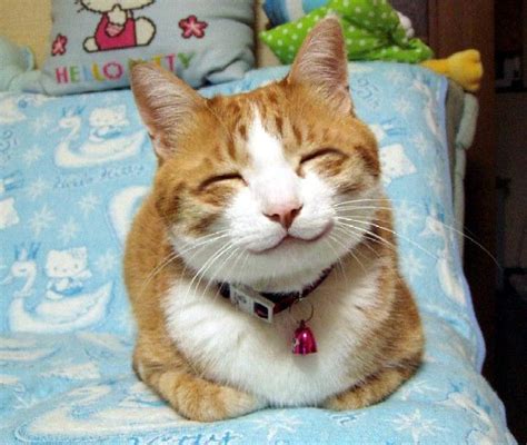 Smiley Cat Wishbone1974 Flickr