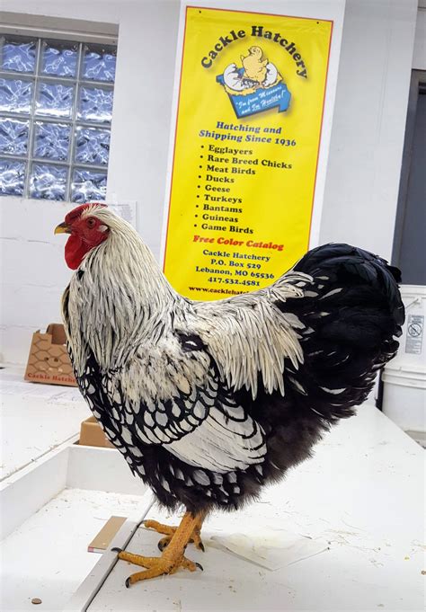 Silver Laced Wyandotte Chicken For Sale Exhibition Type Cackle