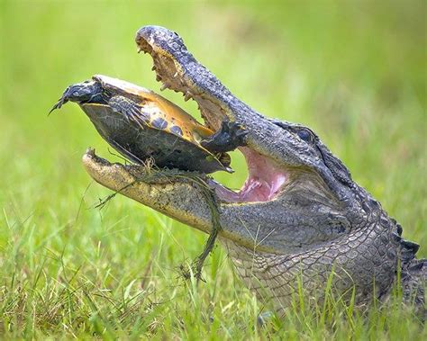 Image An Alligator Tried To Open The Shell Of A Turtle In The