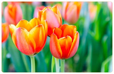 What Colors Do Tulips Come In Proflowers Blog