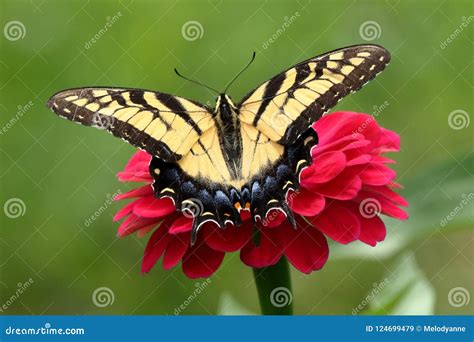 Yellow Swallowtail Butterfly In Flower Garden Stock Image Image Of