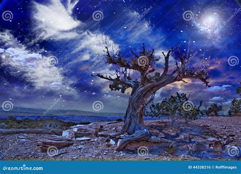 Desert Tree At Night Stock Illustration Illustration Of Barren 44338216