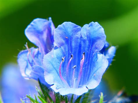 1280x720 Wallpaper Bellflower Blue Flower Meadow Blossom Flower