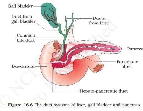 Liver looks like the csf fluid if normal liver looks like spleen if abnormal. Human Digestive System | Digestive Glands | PMF IAS