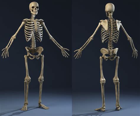 Realistic Skeleton Anatomy Male Man Max