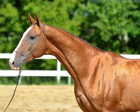 Épinglé Sur Race Akhal Téké Akhal Tekinskaya Akhal Teke Cheval De