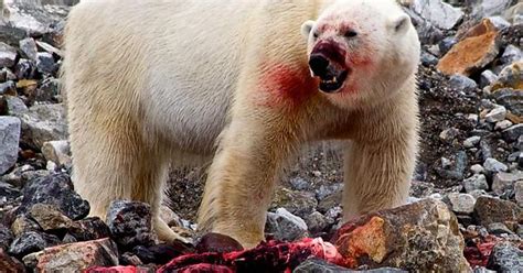 Polar Bear Kill Album On Imgur
