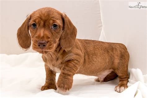 Dach holiday (pronounced doc holiday, from the movie tombstone) miniature dachshunds is located about 25 miles east of san antonio, tx, between seguin and marion, on 7 1/2 acres of. Dachshund Mini Puppy For Sale Near San Antonio Texas | Dog Breeds Picture
