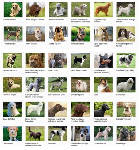 Razas De Perros CaracterÍsticas Y Apariencias Wiki Wiki Periitos