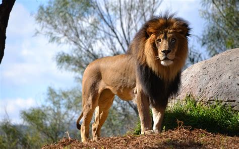 Wallpaper Animals Nature Lion Wildlife Big Cats Zoo Safari
