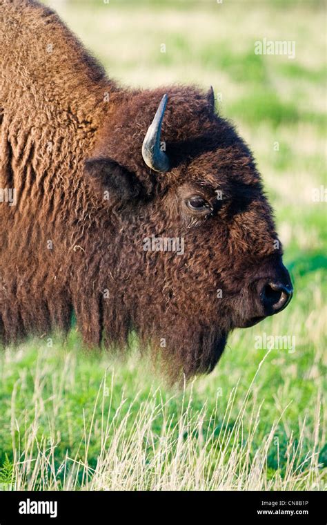 American Bison Bison Bison Stock Photo Alamy
