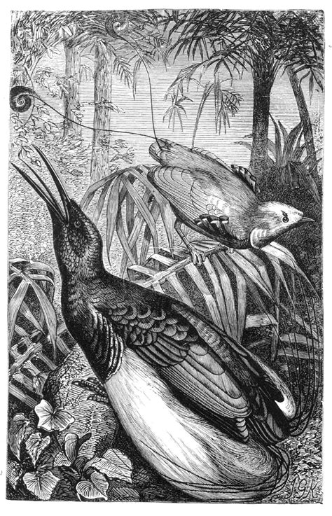 Wallace On Birds Of Paradise Scientific Illustration Maluku Islands