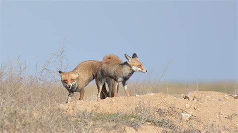 Foxes Mating Youtube
