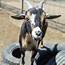 7  Nigerian Dwarf Goat Shepperly Farm Petting Zoo