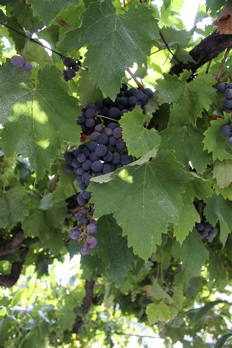 In this complete and approachable manual on grape growing in texas, jim kamas asks the essential question all potential growers need to answer: Pin van Laure Peeters op Fruit Festival