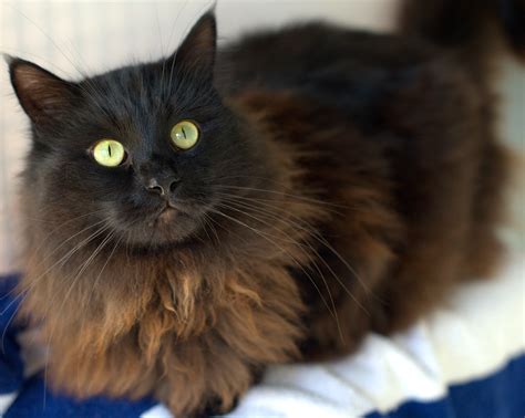 Oliver Male Domestic Medium Hair Cat In Nsw Petrescue