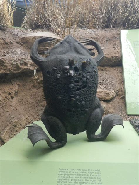 Unlike the majority of the arrabal's suriname toad is a species of frog in the family pipidae found in brazil, guyana, suriname. It's Always A New Day For An Everyday Woman: The Big Apple ...