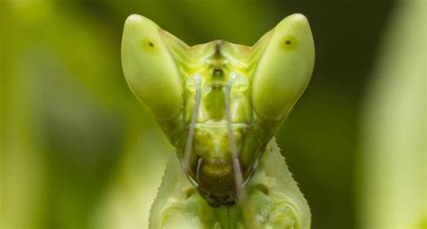 ¿cuántos Ojos Tiene La Mantis Religiosa National Geographic En Español