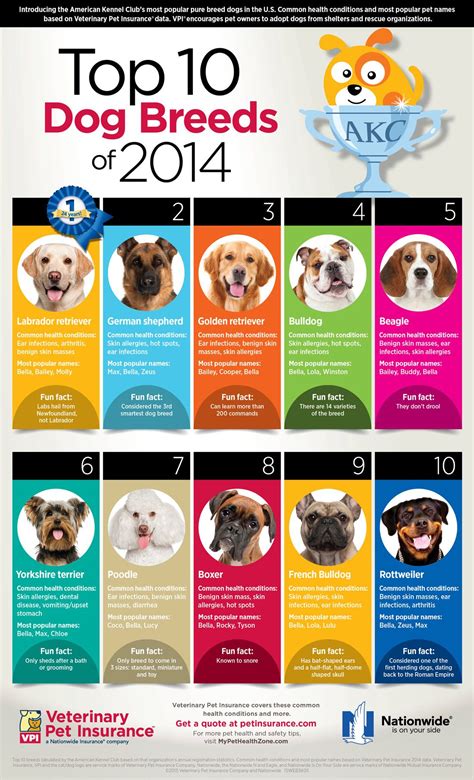 Top 10 Popular Dog Breeds Infographic Most Common Dog Breeds Vlrengbr