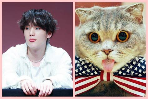 Almost all of the cats are yoongi sooo. Times when Yoongi resembled cats | ARMY's Amino