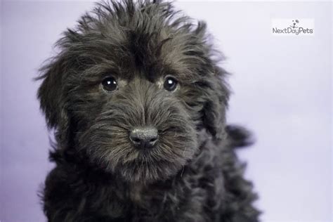 Darla Schnoodle Puppy For Sale Near Fort Wayne Indiana 37812e4bc1