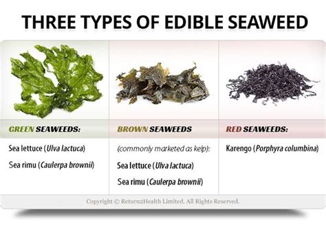 6 Common Foods Naturally Rich In Minerals Edible Seaweed Seaweed
