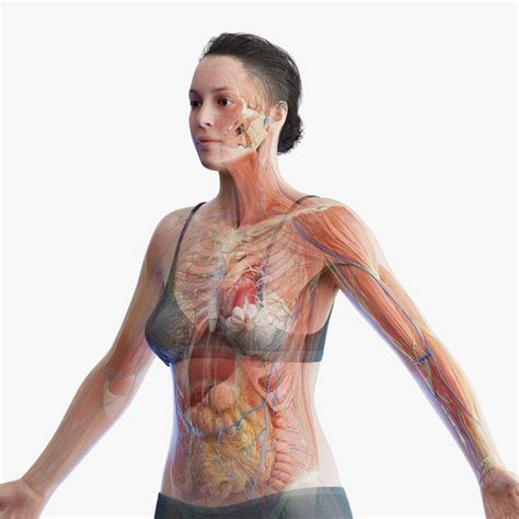 Human Female Anatomy D Model Turbosquid My Xxx Hot Girl