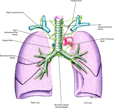 Pulmonary And Thoracic Lymphatic System Radiology Key