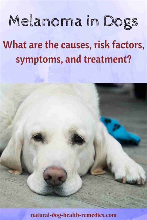 Melanoma In Dogs Symptoms Causes Treatment