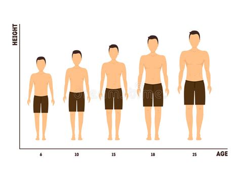 Height And Age Measurement Of Growth From Boy To Man Vector Stock