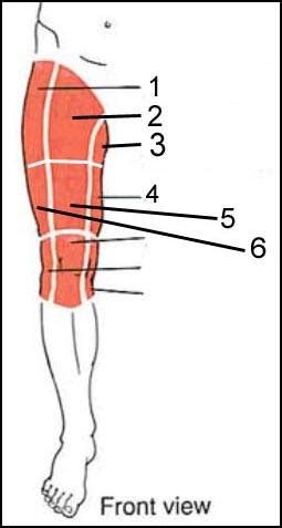 Some causes of a groin strain the human body groin area. THR - 5 months: help ... new groin pain | Joint ...