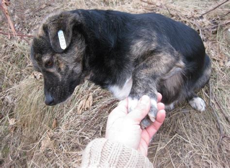 Romanian Stray Dogs Dudumetis 2 Years Old