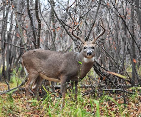 Top 3 Spots For Hunting Public Land Bucks