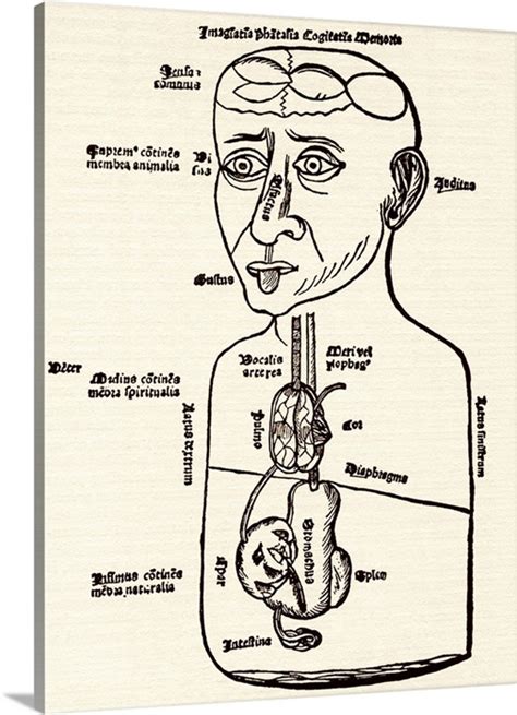 Internal Organs Diagram Human Internal Organs Diagram Stock Image