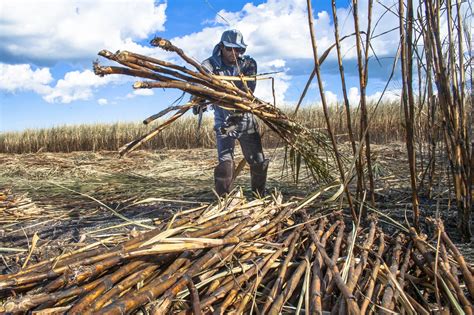 How Do You Harvest Sugarcane Tips For Harvesting Sugarcane Plants
