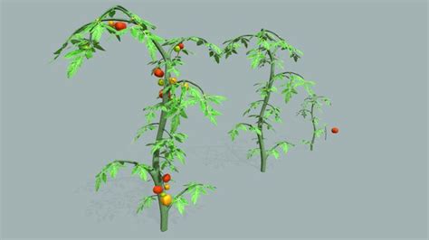 Tomato Plant 3d Models Sketchfab