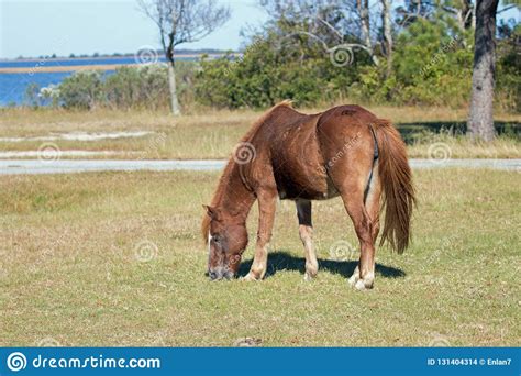 Feral Ponies On Assateague Island Stock Photo Image Of Ponies Close