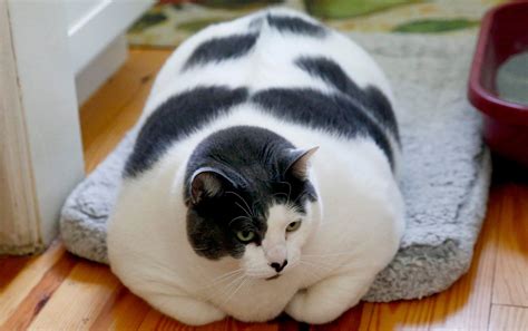Patches The World’s Fattest Cat Finally Goes On A Diet