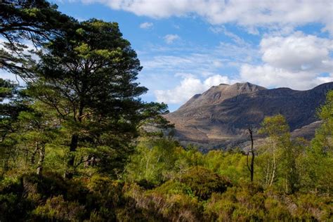 The Great Caledonian Forest Once Covered Much Of Scotland Below The