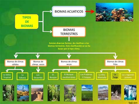 Tipos De Biomas Terrestres Caracteristicas Ejemplos Y Vrogue Co