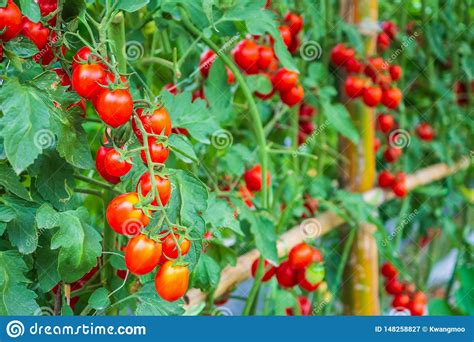 red tomatoes plant growth in greenhouse garden ready to harvest stock image image of food
