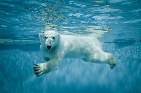 Animal Polar Bear 8k Ultra Hd Wallpaper