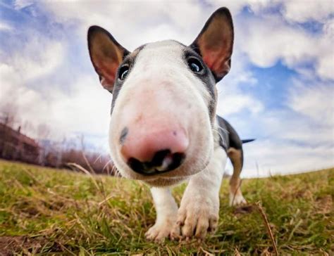 Saat saya mengambil cuti panjang dengan perusahaan saya di indonesia. Cutie! | Bull terrier, English bull terriers, Dog breeds